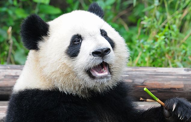 Panda